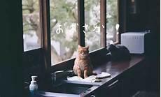 猫椿日式猫咖怎么样